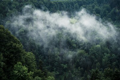 Fotobehang Zachte mist over de bomen
