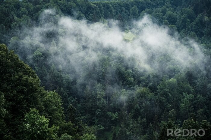 Fotobehang Zachte mist over de bomen