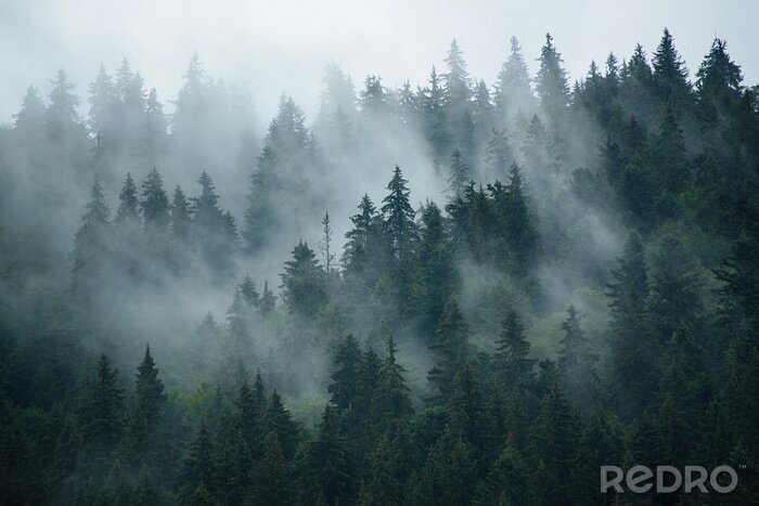 Fotobehang Zachte mist tussen de bomen