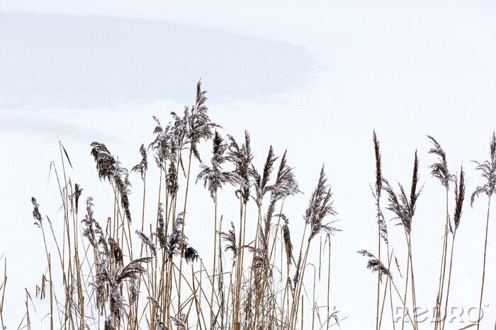 Fotobehang Zachte winterse natuur