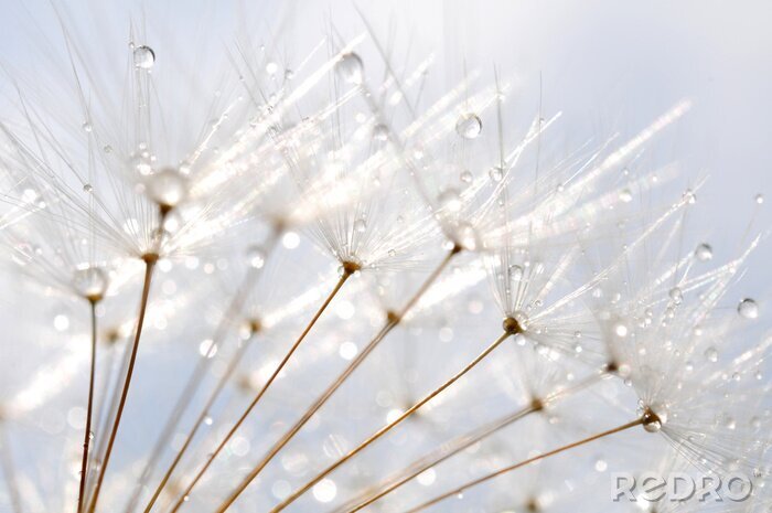Fotobehang Zaden en dauwdruppels