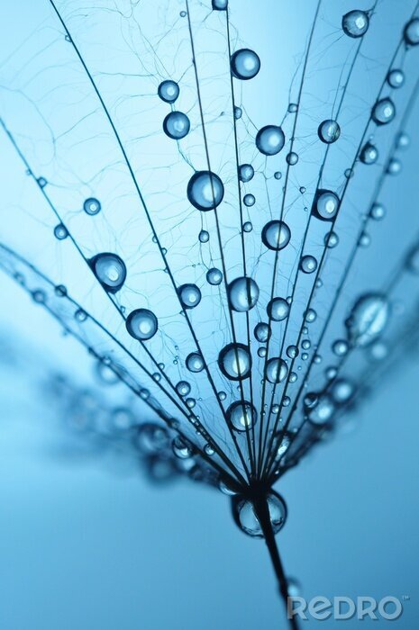 Fotobehang Zaden met druppels