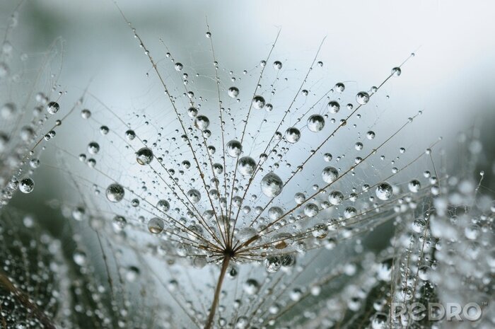 Fotobehang Zaden van paardenbloem besprenkeld met water