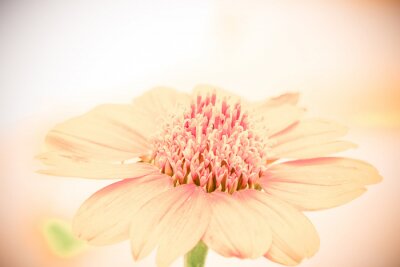 Zalmkleurige bloem op een macrofoto