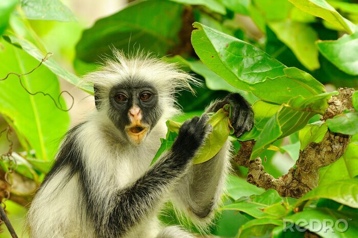 Fotobehang Zanzibar Red Colobus Procolobus kirkii