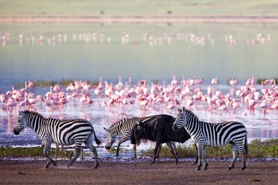 Fotobehang Zebra&#39;s en flamingo&#39;s aan de oever van het meer