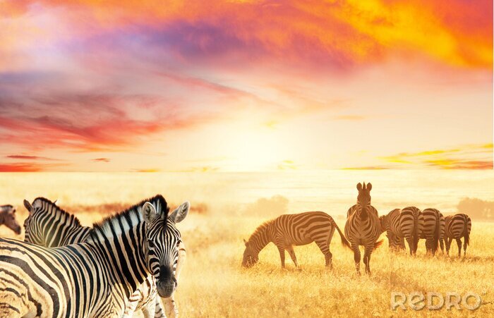 Fotobehang Zebra