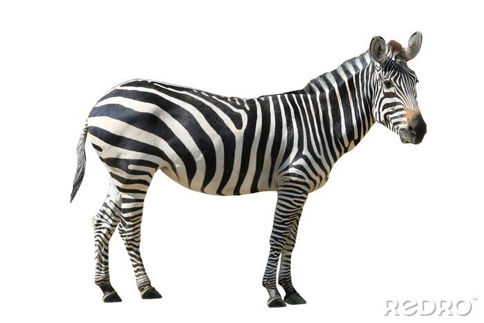 Fotobehang Zebra