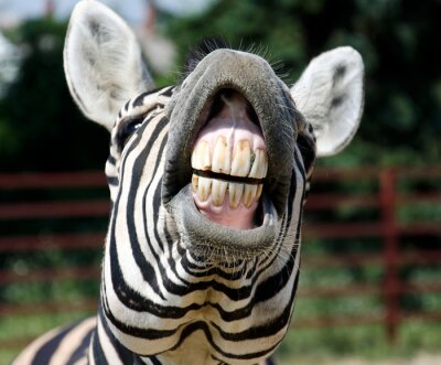 zebra glimlach en tanden