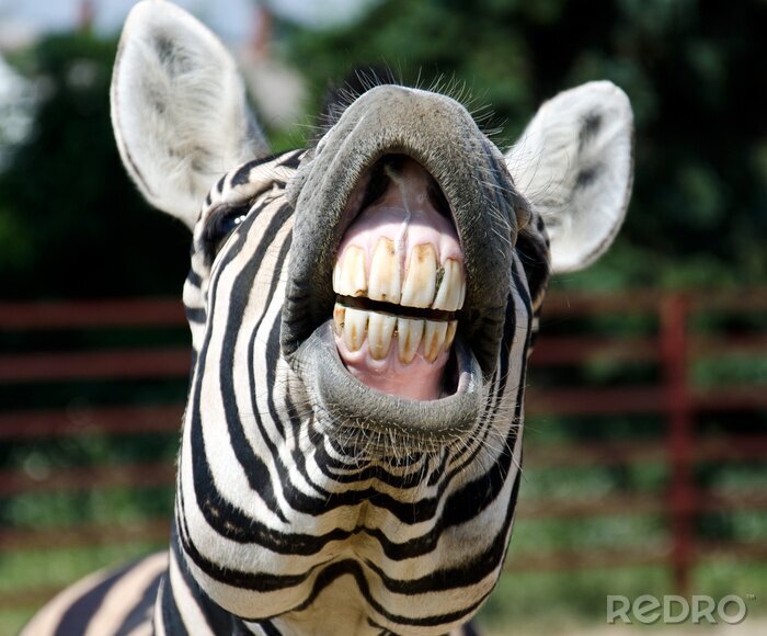 Fotobehang zebra glimlach en tanden