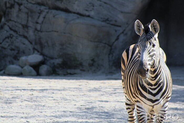 Fotobehang Zebra in een dierentuin
