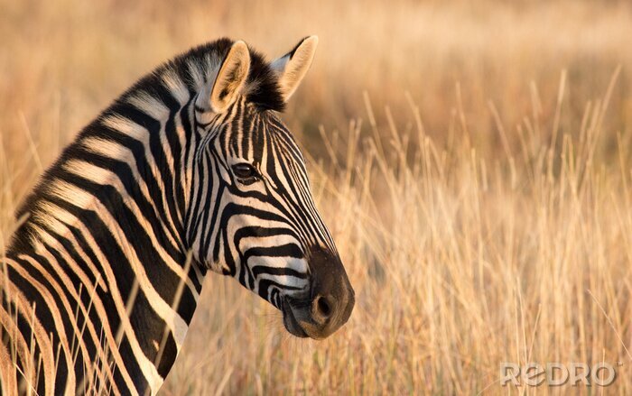 Fotobehang Zebra in een groepje tussen grassen