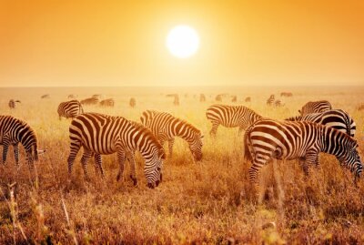 Fotobehang Zebra kudde op de Afrikaanse savanne bij zonsondergang.