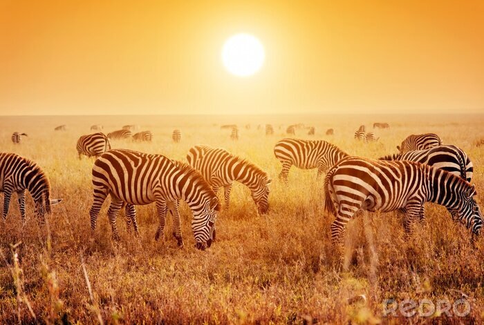 Fotobehang Zebra kudde op de Afrikaanse savanne bij zonsondergang.