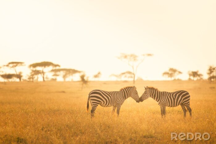 Fotobehang Zebra Love in the Serengeti