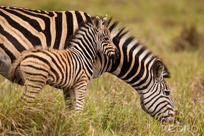 Fotobehang Zebra met klein kind