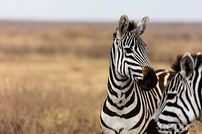 Fotobehang Zebra op de achtergrond van bruin gras