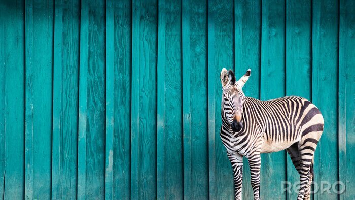 Fotobehang Zebra op de achtergrond van een blauwe muur