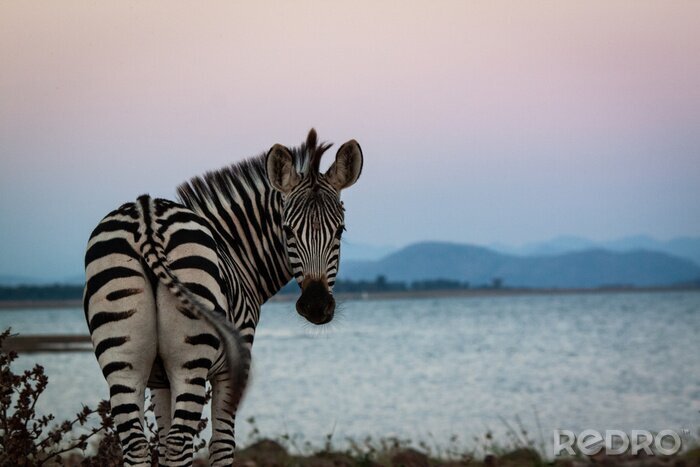 Fotobehang Zebra op de achtergrond van een pastelkleurig landschap