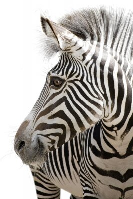 Zebra op een witte achtergrond