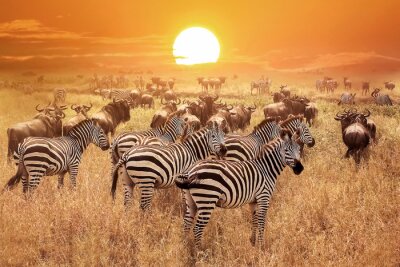 Fotobehang Zebra's bij zonsondergang