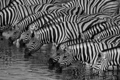 Fotobehang Zebra's drinken water uit de rivier
