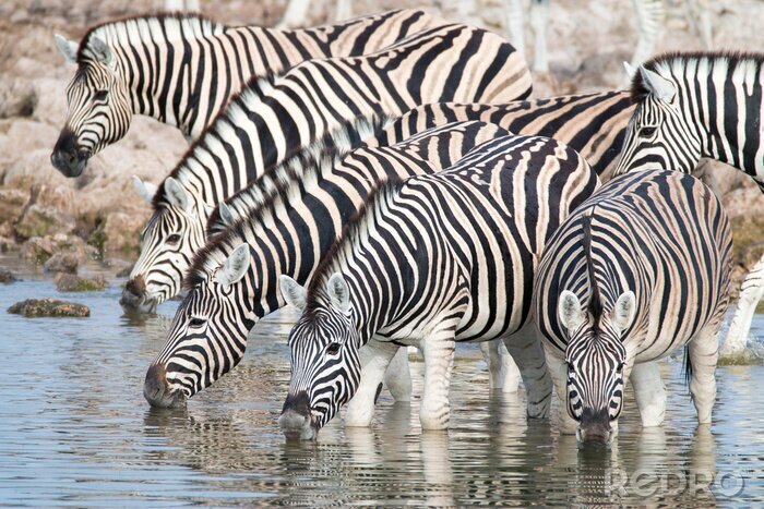Fotobehang Zebra's drinken water uit een bron