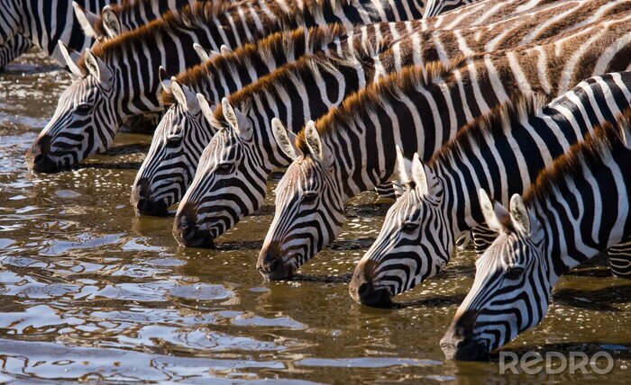 Fotobehang Zebra's drinkwater