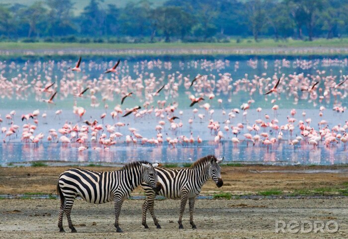 Fotobehang Zebra's en flamingo's in een nationale park