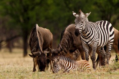 Zebra's en gnoes