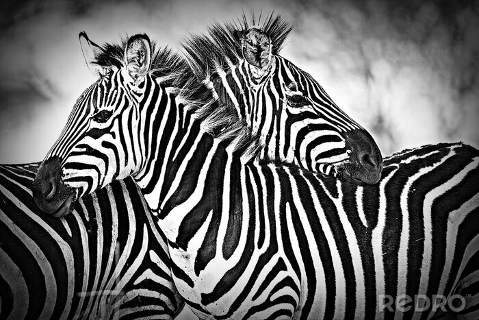 Fotobehang zebra's in de savanne