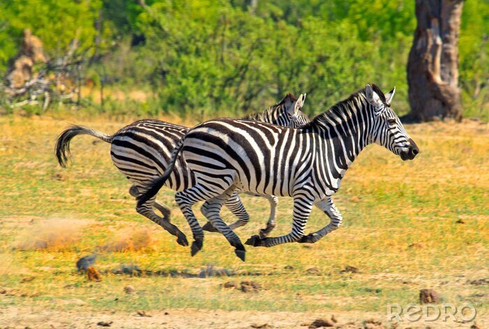Fotobehang Zebra's in galop