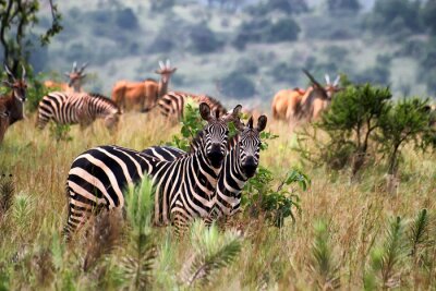 Fotobehang Zebra's in het nationaal park