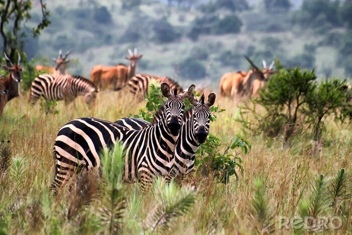 Fotobehang Zebra's in het nationaal park