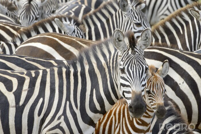 Fotobehang Zebra's in het Serengeti park