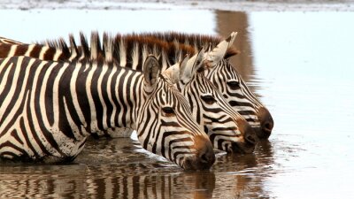 Fotobehang Zebra's in het water