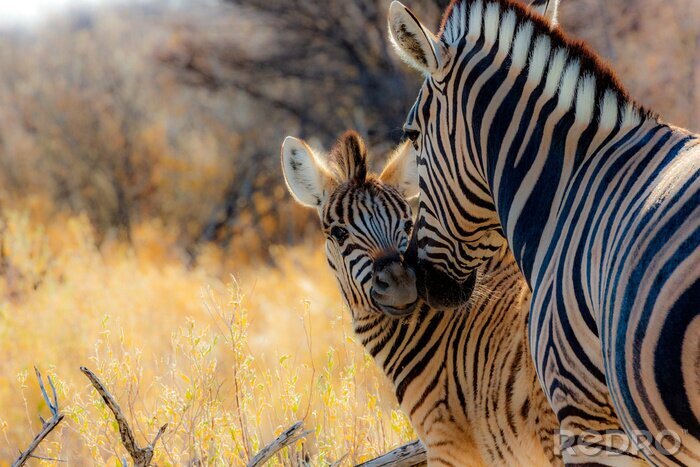 Fotobehang Zebra's in Namibië
