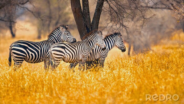 Fotobehang Zebra's in oranje gras