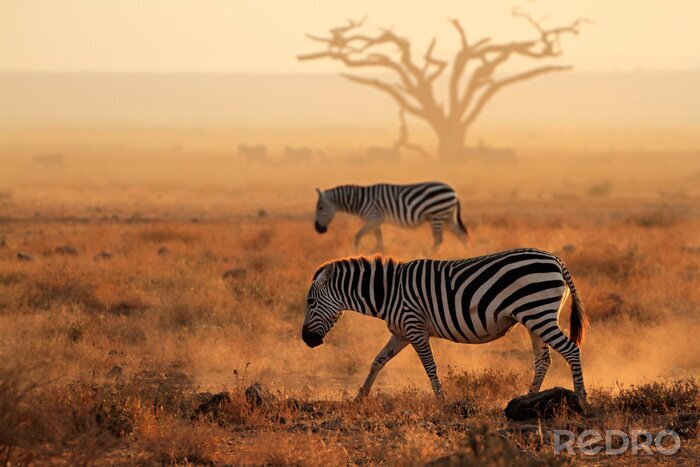 Fotobehang Zebra's lopen door het stof