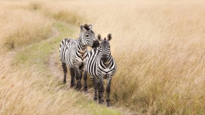 Fotobehang Zebra's lopen op een weg