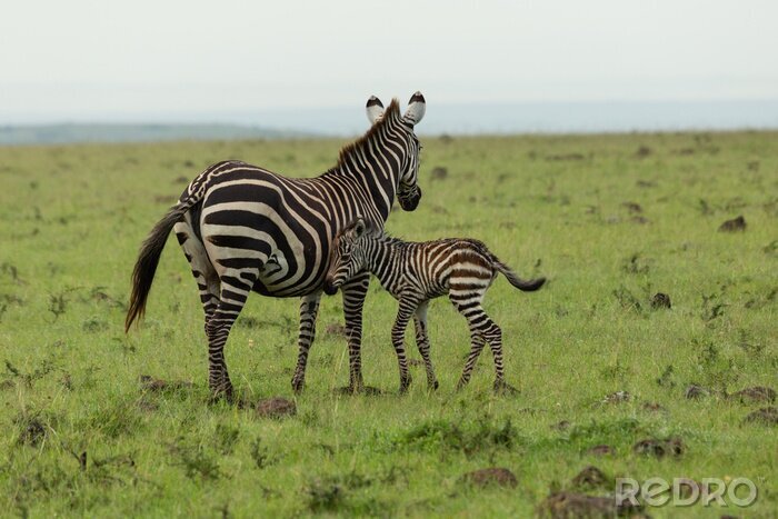 Fotobehang Zebra's lopen op groen gras