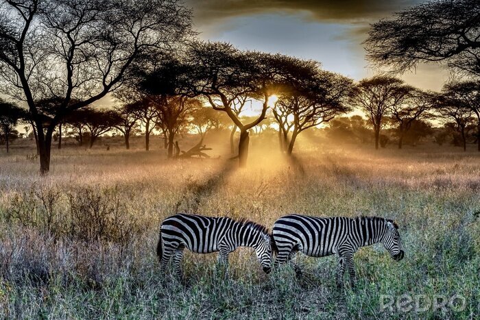 Fotobehang Zebra's op de achtergrond van de ondergaande zon
