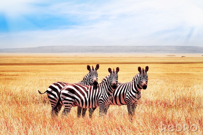 Fotobehang Zebra's op een savanne in Tanzania