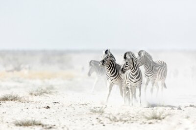 Fotobehang Zebra's rennen in het witte stof