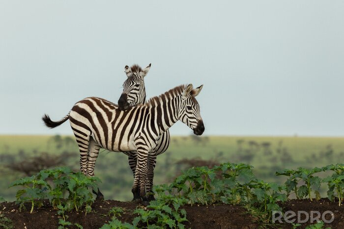 Fotobehang Zebra's tussen groene bladeren