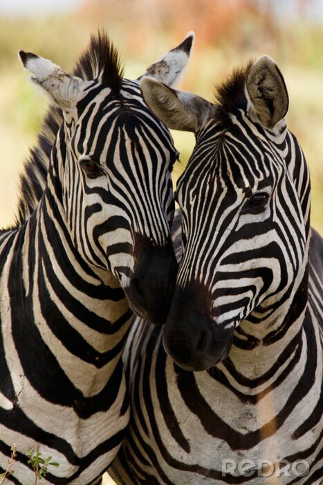 Fotobehang Zebra vrienden