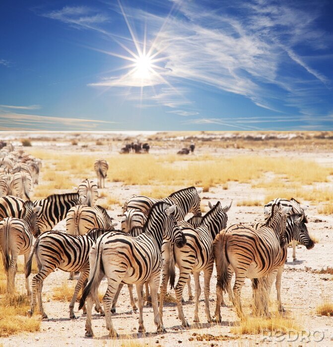 Fotobehang Zebradieren in de kudde