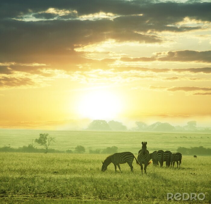 Fotobehang Zebradieren in de ondergaande zon