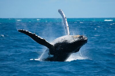 Fotobehang Zee en een walvis