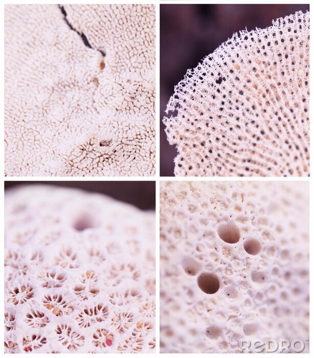 Fotobehang Zee koraal textuur